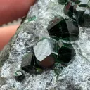 specimen video