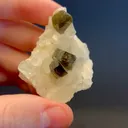specimen video