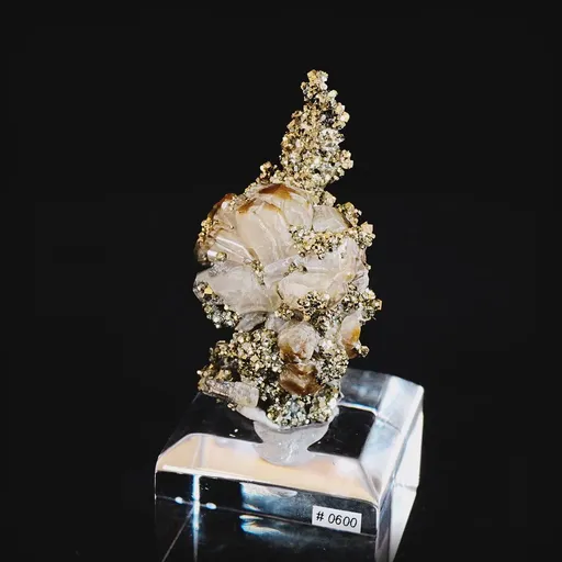 specimen video