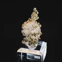 specimen video