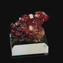 specimen video