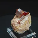 specimen video