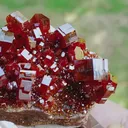 specimen video