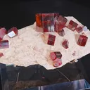 specimen video
