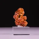 specimen video