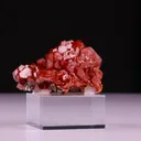 specimen video