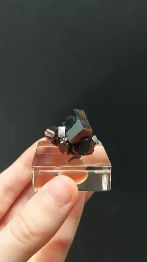 specimen video