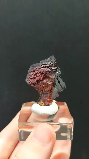 specimen video