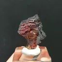 specimen video