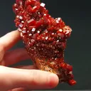 specimen video