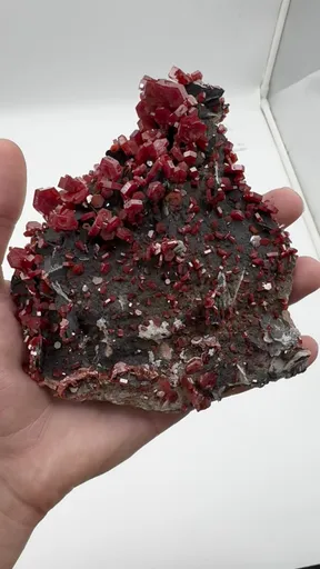 specimen video