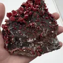 specimen video