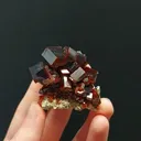 specimen video
