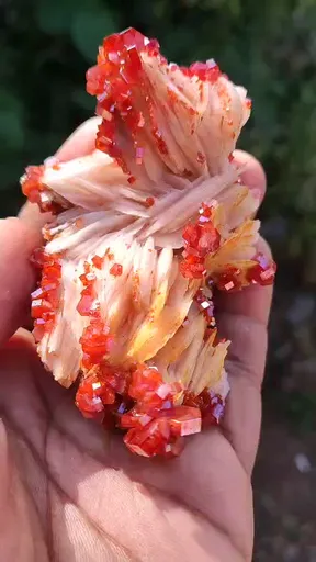 specimen video