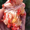 specimen video