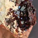specimen video