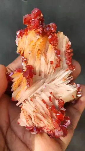 specimen video