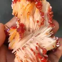 specimen video