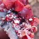 specimen video