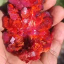 specimen video