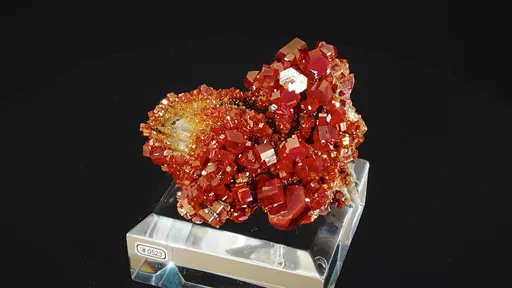 specimen video
