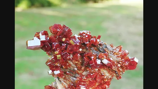 specimen video