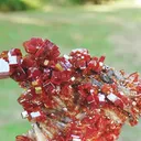 specimen video