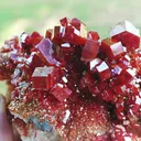 specimen video