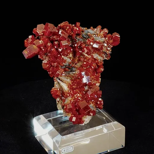 specimen video