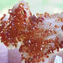 specimen video
