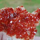 specimen video