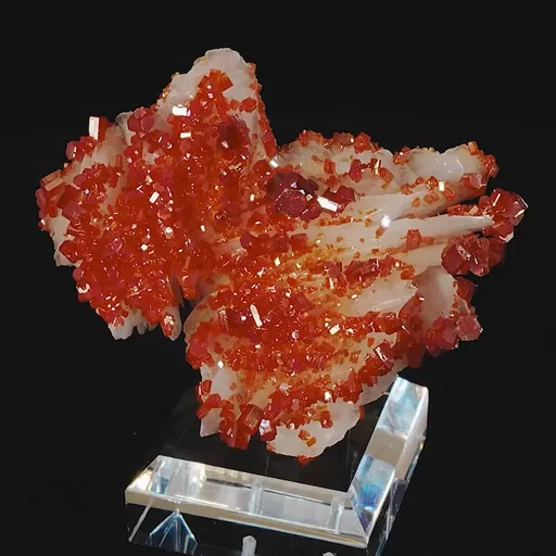 specimen video