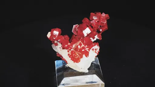 specimen video