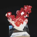 specimen video