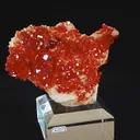 specimen video