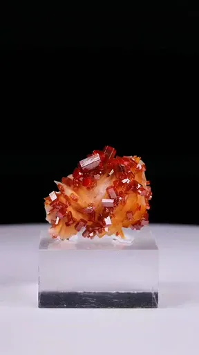 specimen video