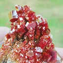 specimen video