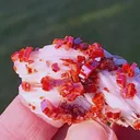 specimen video