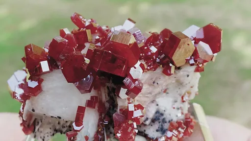 specimen video