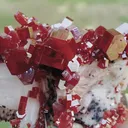 specimen video