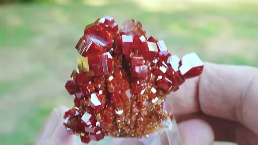 specimen video