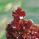 specimen video