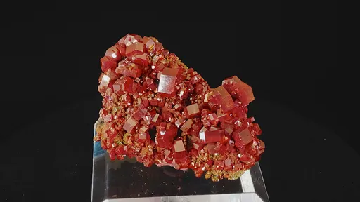 specimen video