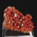 specimen video