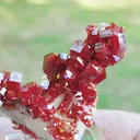 specimen video