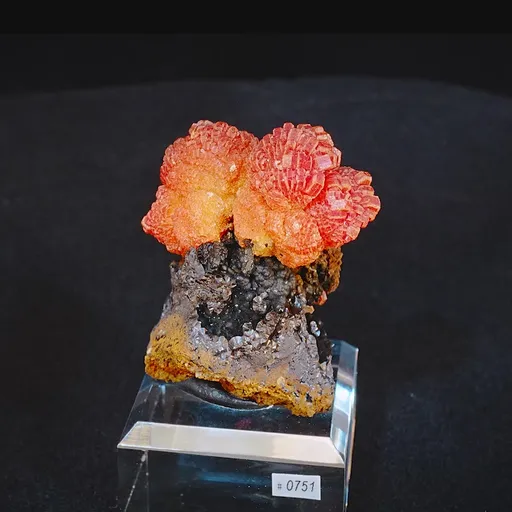 specimen video