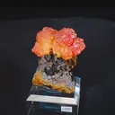 specimen video