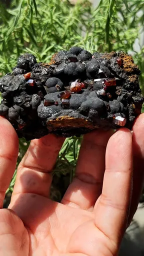 specimen video