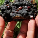 specimen video