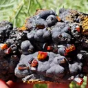Vanadinite on Goethite from Taouz, Morocco - image 2